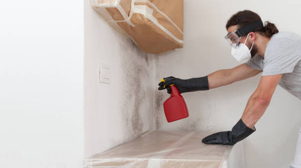 Professional Black Mold Remediation technician working in Evans, CO
