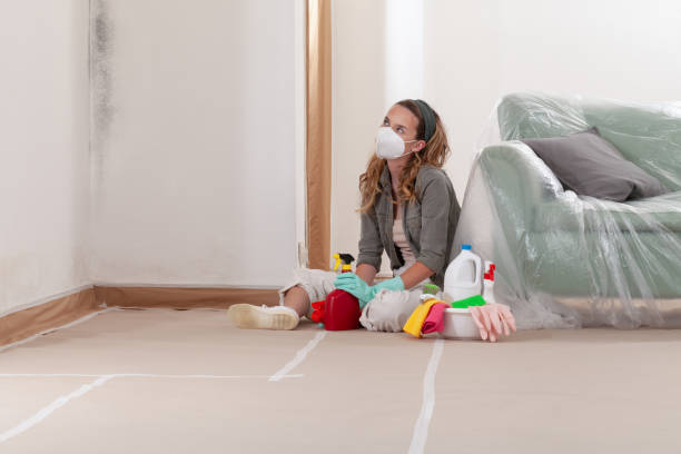 Reliable Black Mold Remediation contractor in Evans, CO by Mold Remediation HQ