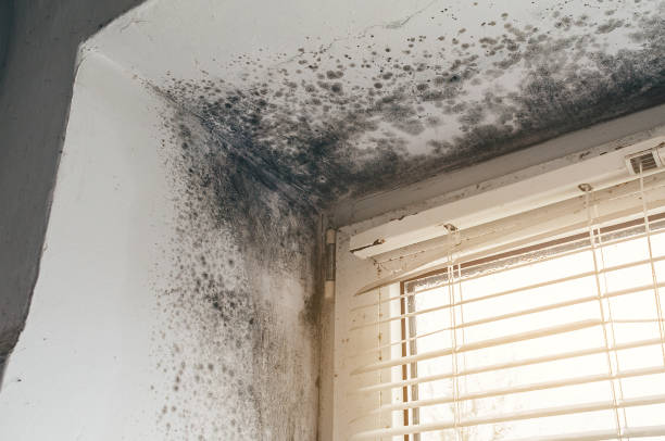 Affordable Black Mold Remediation solutions in Evans, CO