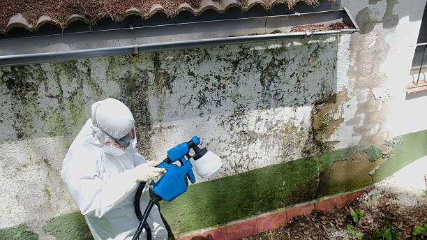 Top rated local Black Mold Remediation specialists in Evans, CO